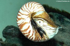 Gemeines Perlboot (Nautilus pompilius) in der Wilhelma Stuttgart