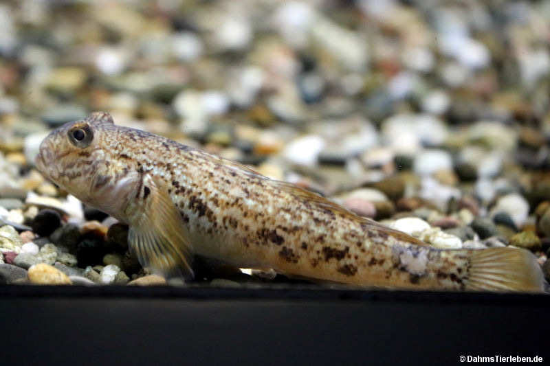 Neogobius melanostomus