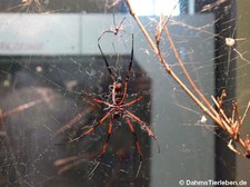 Nephila inaurata in der Wilhelma Stuttgart