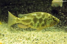 Vielfleckmaulbrüter (Nimbochromis polystigma) in der Wilhelma Stuttgart