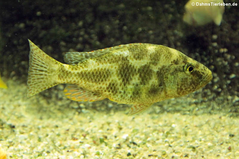 Vielfleckmaulbrüter (Nimbochromis polystigma)