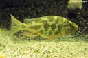 Nimbochromis polystigma