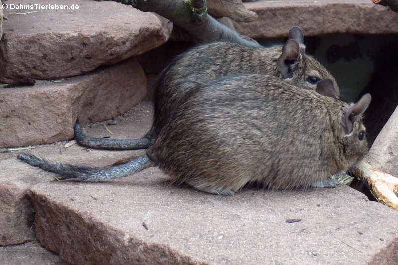 Degu
(Octodon degus) Octodon degus