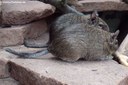 Octodon degus