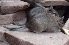 Degu (Octodon degus) in der Wilhelma Stuttgart