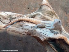 Kleiner Madagaskar-Baumleguan (Oplurus cyclurus) in der Wilhelma Stuttgart