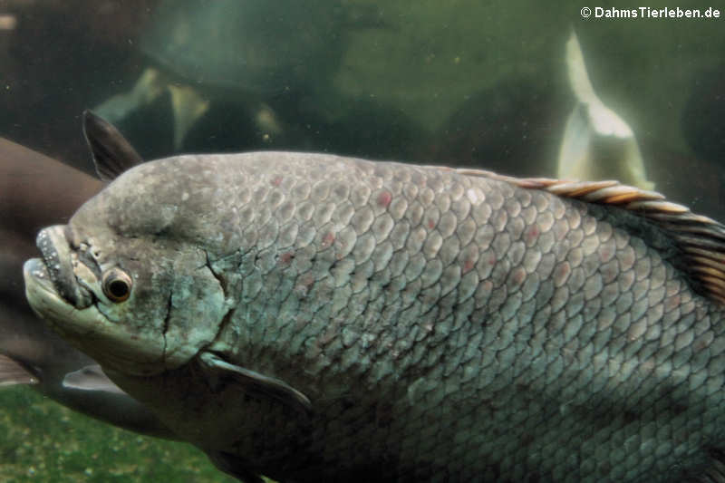 Osphronemus exodon-1