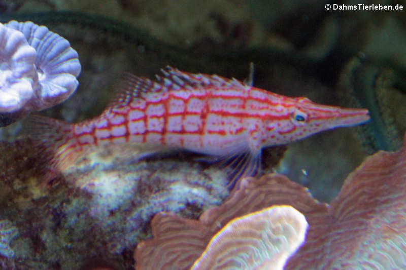 Oxycirrhites typus-2