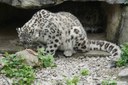 Panthera uncia