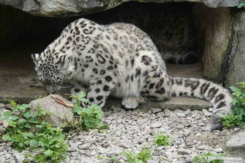 Panthera uncia