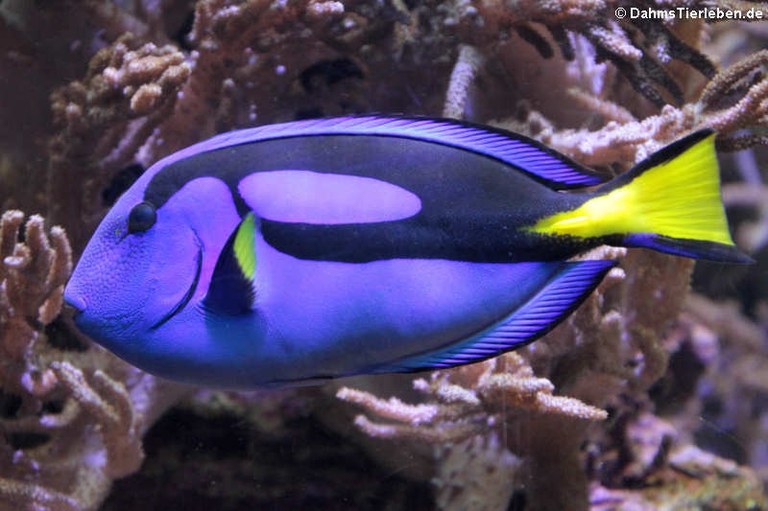 Paracanthurus hepatus