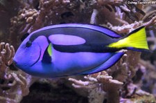 Paletten-Doktorfisch (Paracanthurus hepatus) in der Wilhelma Stuttgart