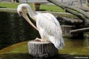 Pelecanus onocrotalus