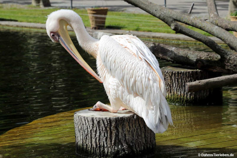 Rosapelikan
(Pelecanus onocrotalus) Pelecanus onocrotalus