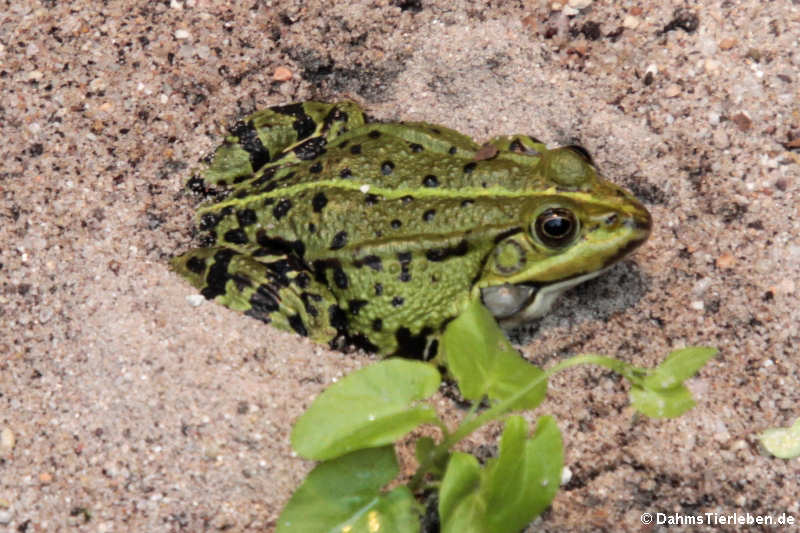 Seefrosch Pelophylax ridibundus-2