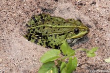 Seefrosch (Pelophylax ridibundus) in der Wilhelma Stuttgart