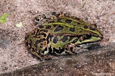 Seefrosch (Pelophylax ridibundus) in der Wilhelma Stuttgart