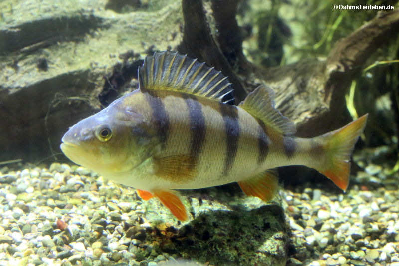 Perca fluviatilis-3