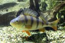 Perca fluviatilis