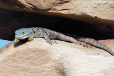 Blauer Felsenleguan (Petrosaurus thalassinus) in der Wilhelma Stuttgart