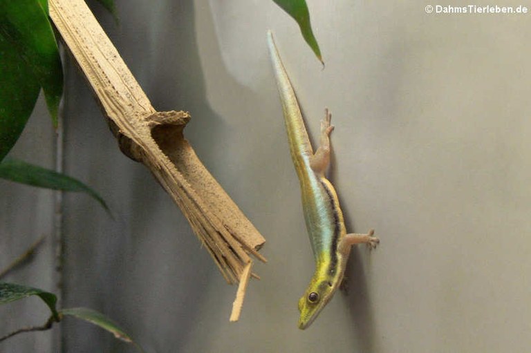 Phelsuma klemmeri