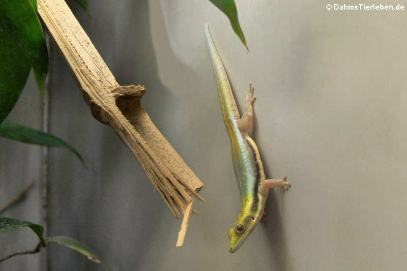 Phelsuma klemmeri-2