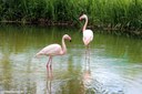 Phoenicopterus roseus