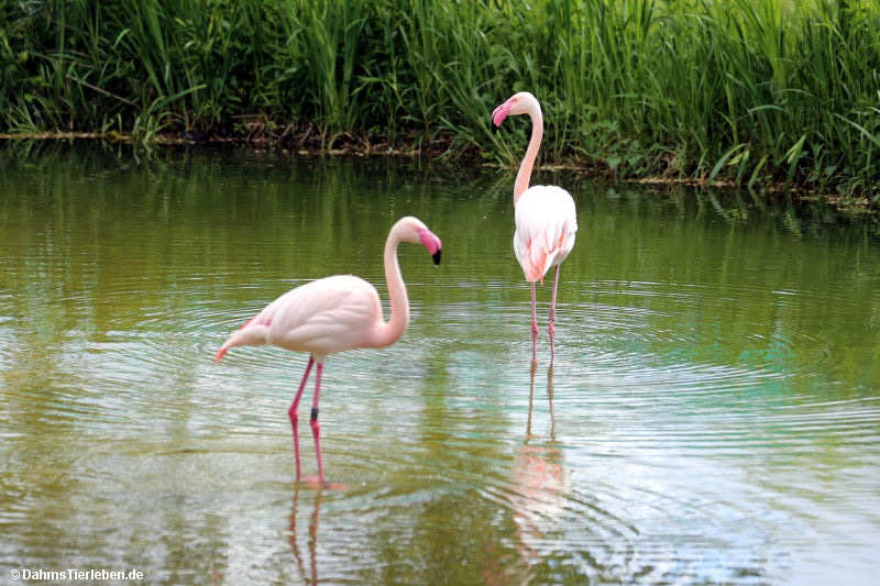 Phoenicopterus roseus