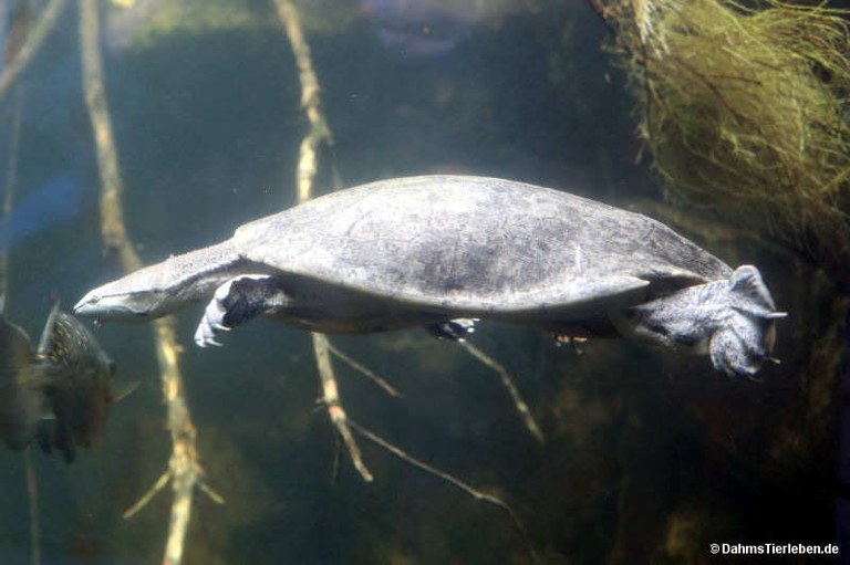 Phrynops hilarii