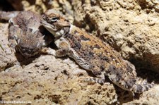 Wüstenkrötenechse (Phrynosoma platyrhinos) in der Wilhelma Stuttgart