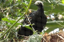 Blaukehlguan (Pipile cumanensis) in der Wilhelma Stuttgart