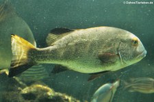 Riesensüßlippe (Plectorhinchus albovittatus) in der Wilhelma Stuttgart