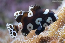 Junge Harlekin-Süßlippe (Plectorhinchus chaetodonoides) in der Wilhelma Stuttgart