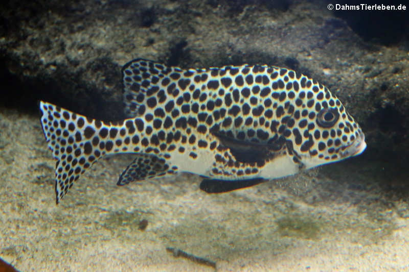 Adulte Harlekin-Süßlippe (Plectorhinchus chaetodonoides)