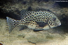 Adulte Harlekin-Süßlippe (Plectorhinchus chaetodonoides) in der Wilhelma Stuttgart