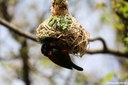 Ploceus castaneofuscus