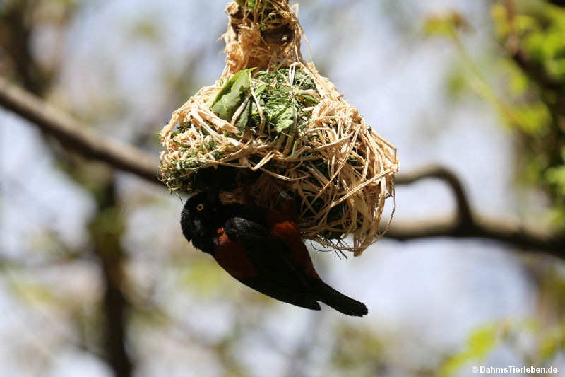 Ploceus castaneofuscus