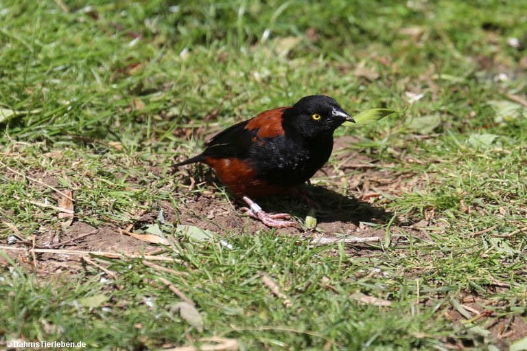 Ploceus castaneofuscus