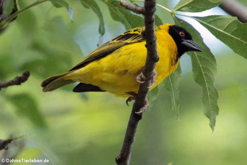 Layardweber (Ploceus cucullatus nigriceps)