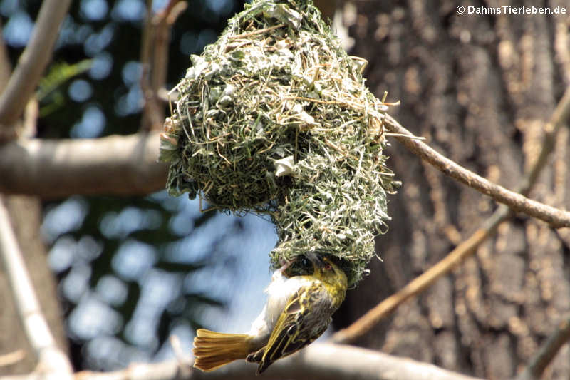 Ploceus cucullatus nigriceps