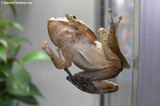 Weißbart-Ruderfrosch (Polypedates leucomystax) in der Wilhelma Stuttgart