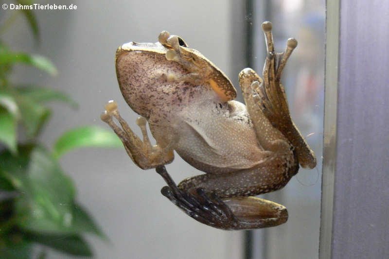 Weißbart-Ruderfrosch (Polypedates leucomystax)