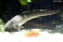 Polypterus ornatipinnis