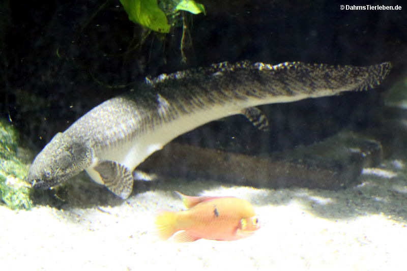 Polypterus ornatipinnis