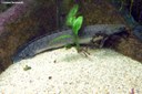 Polypterus ornatipinnis