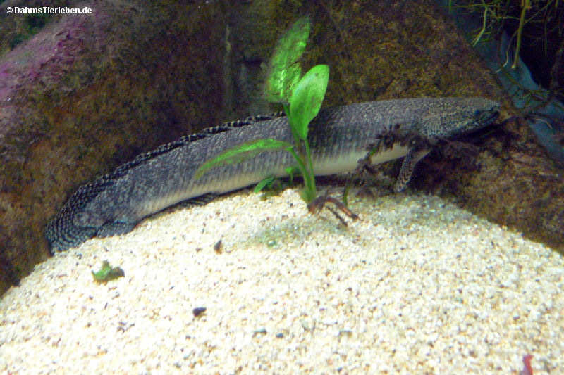 Polypterus ornatipinnis