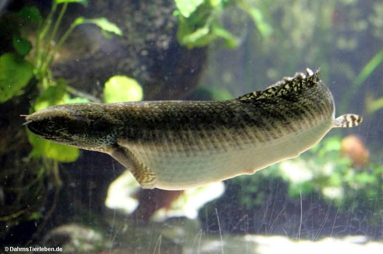 Polypterus ornatipinnis