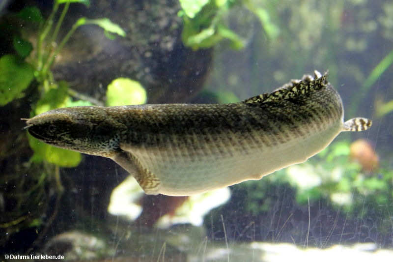 Polypterus ornatipinnis-1