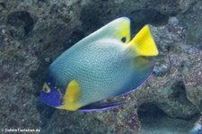 Blaukopf - Kaiserfisch (Pomacanthus xantometopon) in der Wilhelma Stuttgart