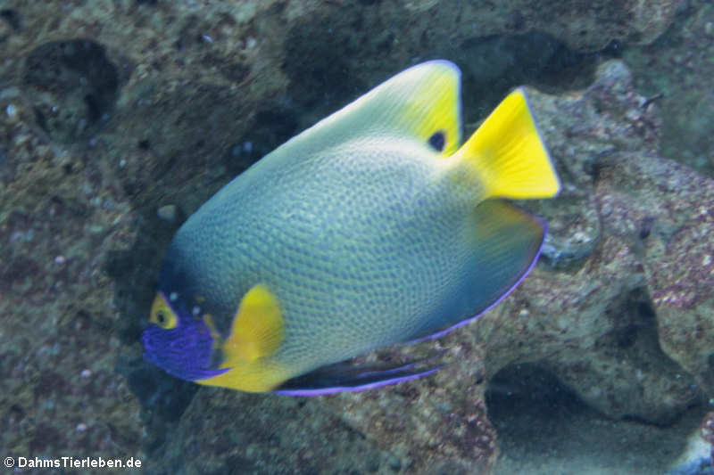 Pomacanthus xanthometopon-2